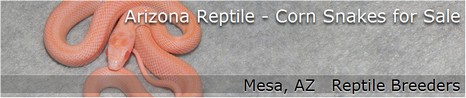 Arizona Reptile - Reptile Breeders in Arizona