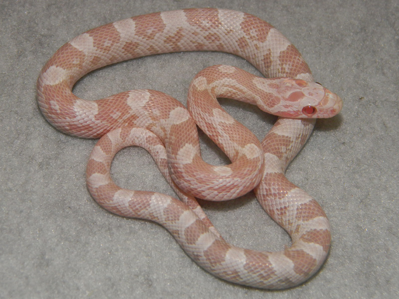 snow_corn_snake_baby_l.jpg