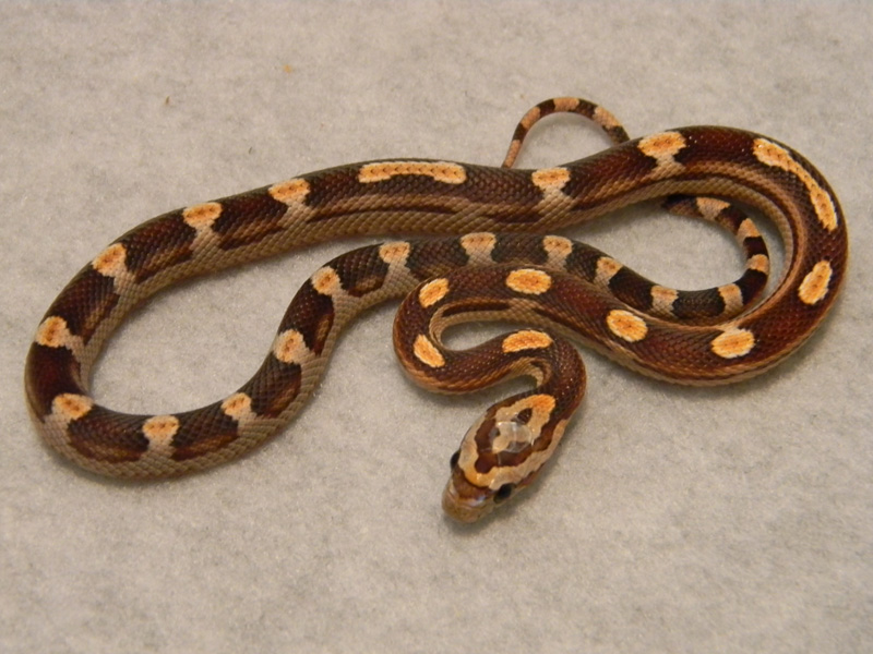 Baby Corn Snake Price : Baby Corn Snakes Can Be Fed A Pinkie Shortly After ...